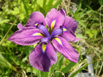 IRIS ENSATA (Iris del Giappone) - VivaiVanetti