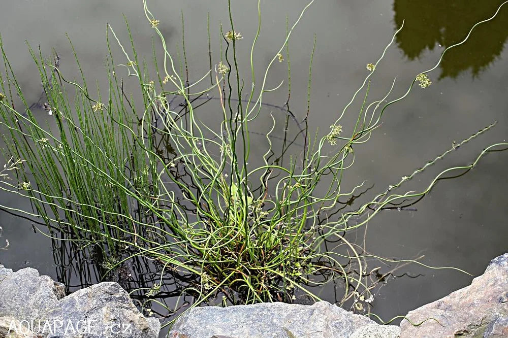 JUNCUS EFFUSUS SPIRALlS - VivaiVanetti