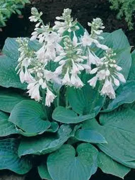 HOSTA SIEBOLDIANA "ELEGANS" - VivaiVanetti