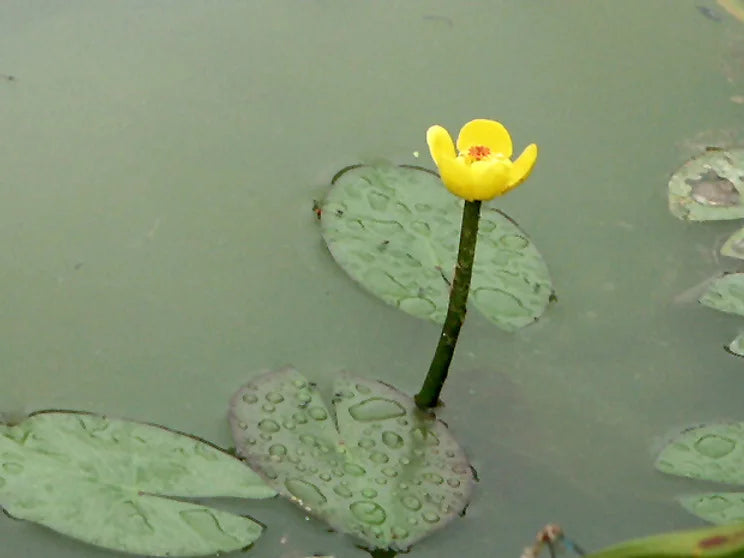 NUPHAR PUMILA - VivaiVanetti