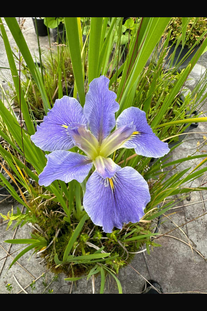 Iris Louisiana King Creole - VivaiVanetti
