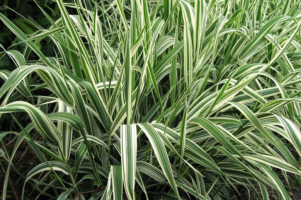 PHALARIS ARUNDINACEA - VivaiVanetti