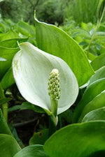 CALLA PALUSTRIS (Zantedeschia aethiopica) - Non Disponibile - VivaiVanetti