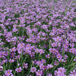 SYSIRINCHIUM ANGUSTIFOLIUM - VivaiVanetti