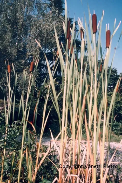 TYPHA LATIFOLIA (Mazza sorda) - VivaiVanetti
