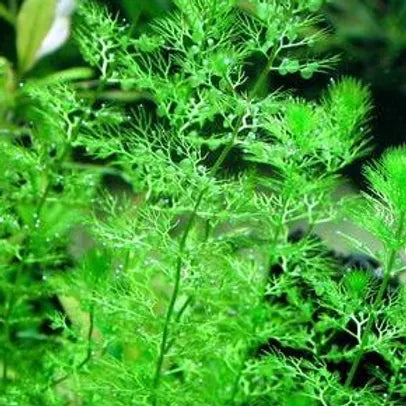 UTRICULARIA VULGARIS (Erba vescica) - VivaiVanetti