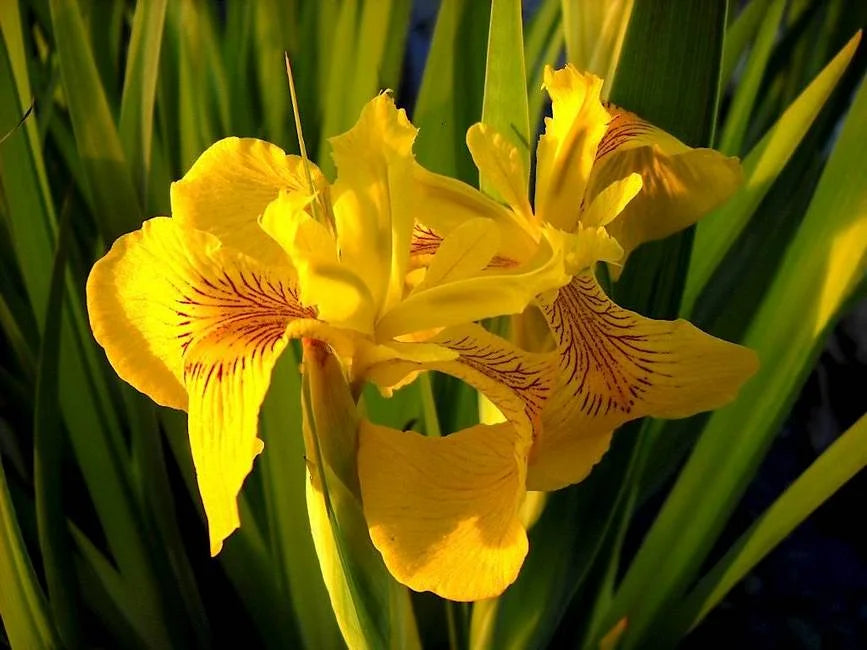 Iris pseudacorus (Giaggiolo acquatico) - VivaiVanetti