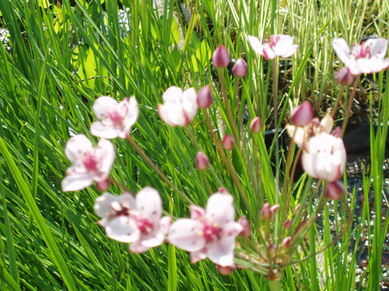 Butomus Umbellatus - Pianta Acquatica Viva, Diametro Vaso 9 Cm, Per Laghetti E Giardini Acquatici - Foto 4