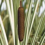 TYPHA LATIFOLIA VARIEGATA - VivaiVanetti