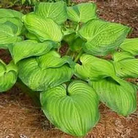 HOSTA GUACAMOLE - VivaiVanetti