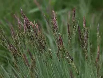 CAREX NIGRA - VivaiVanetti