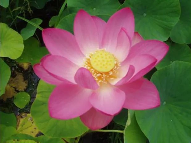 Nelumbo PEKINENSIS RUBRA - VivaiVanetti