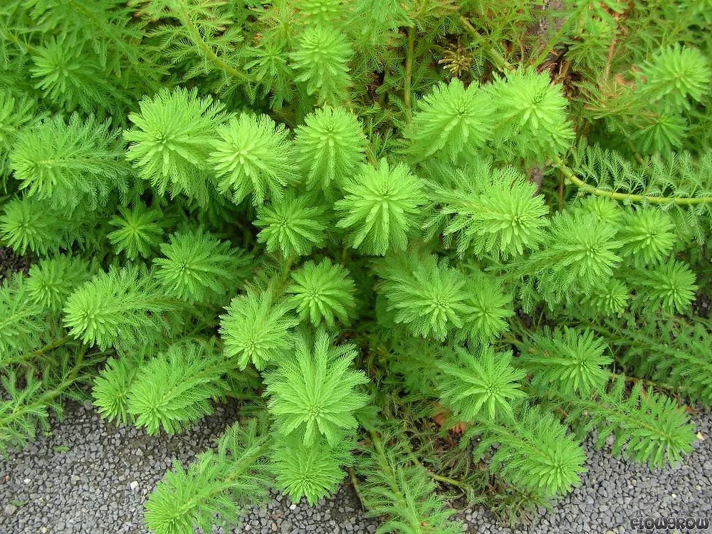 MYRIOPHYLLUM PROSERPINACOIDES - VivaiVanetti
