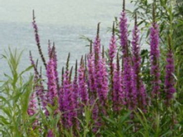 LYTHRUM SALICARlA (Salcerella) - VivaiVanetti