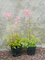 ASTILBE ROSA - VivaiVanetti