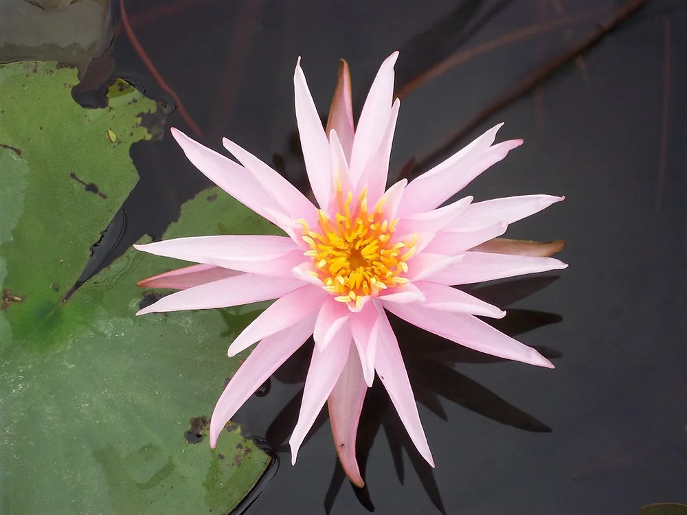 PERRY'S CACTUS PINK - VivaiVanetti
