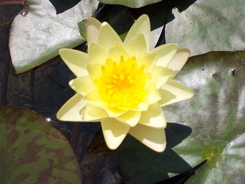 YELLOW SENSATION - VivaiVanetti