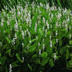 PONTEDERIA CORDATA "ALBA" - VivaiVanetti