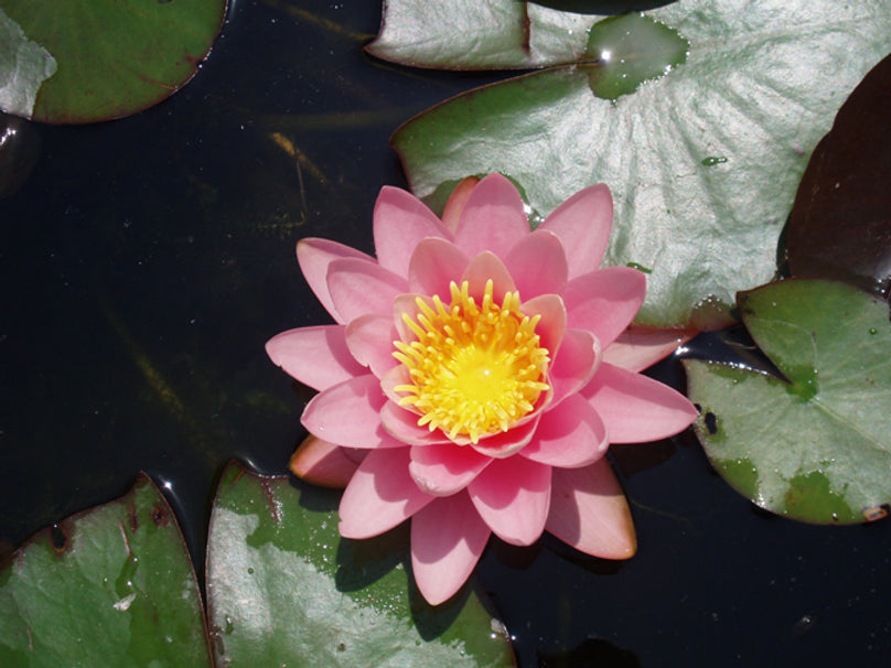MARLIACEA CARNEA - VivaiVanetti