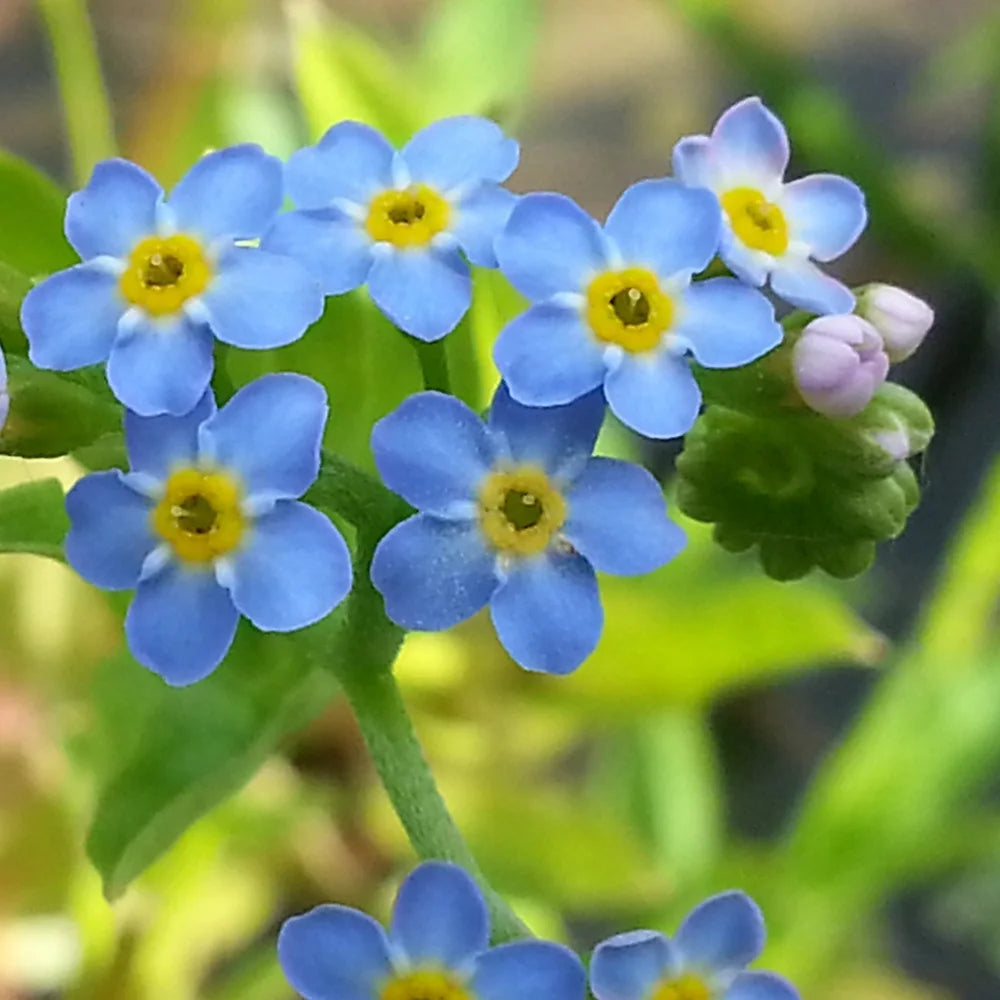 MYOSOTIS PALUSTRIS (Non ti scordar di me) - VivaiVanetti