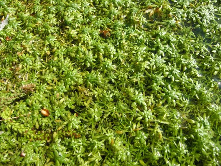 CALLITRICHE VERNA (Erba gamberaia) - VivaiVanetti