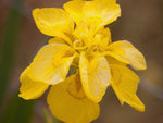 Iris pseudacorus plena - VivaiVanetti