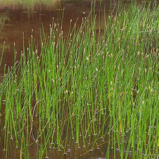 ELEOCHARIS PALUSTRIS - VivaiVanetti
