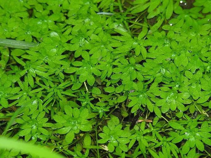 LEMNA TRISULCA - VivaiVanetti
