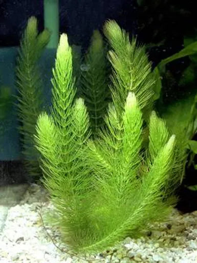 CERATOPHYLLUM DEMERSUM (Coda di volpe) - VivaiVanetti