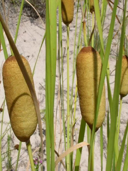 TYPHA LAXMANNII LEPECHIN - VivaiVanetti
