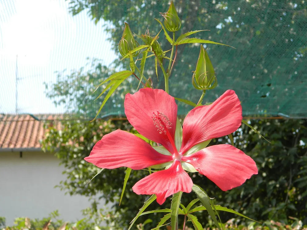 HIBISCUS COCCINEUS - VivaiVanetti