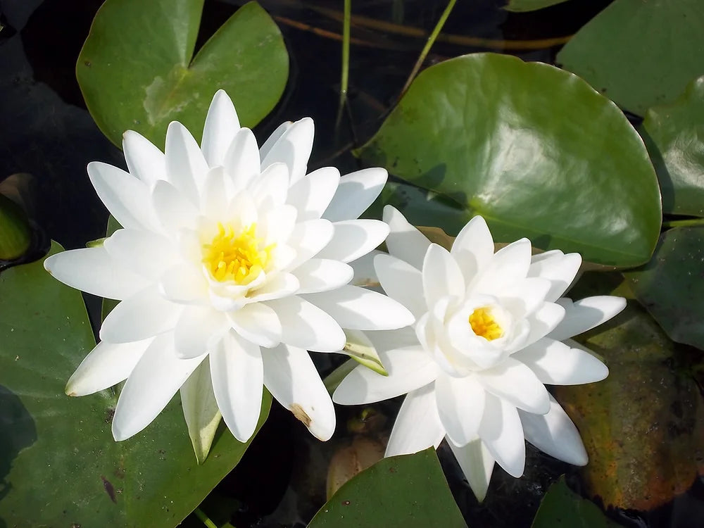 PERRY'S DOUBLE WHITE - VivaiVanetti
