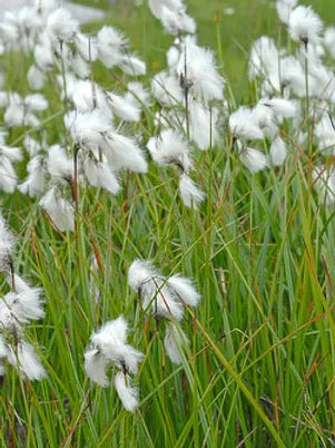 ERIOPHORUM ANGUSTIFOLIUM - VivaiVanetti