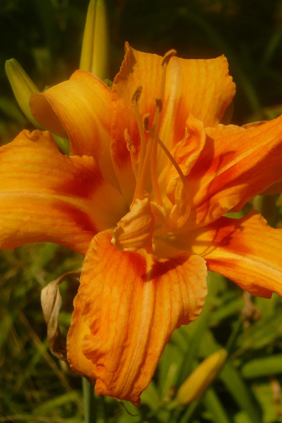HEMEROCALLIS FULVA - VivaiVanetti