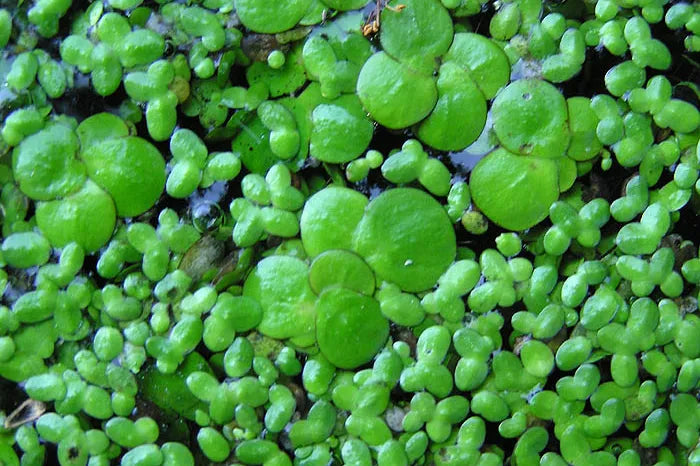SPIRODELA POLYRHIZA (Lenticchia d'acqua maggiore) - VivaiVanetti