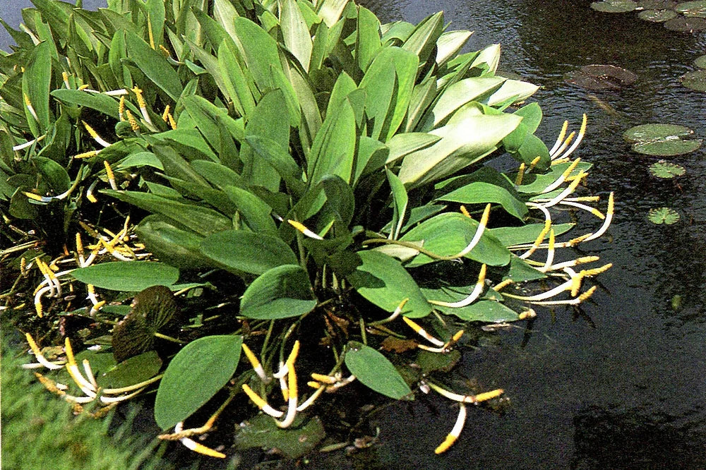 ORONTIUM AQUATICUM (Clava d’oro) - VivaiVanetti