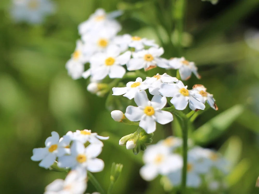 MYOSOTIS PALUSTRIS "Ice Pearl" - VivaiVanetti