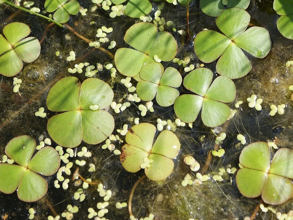MARSILEA QUADRIFOLIA - VivaiVanetti