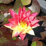 WANVISA - VivaiVanetti