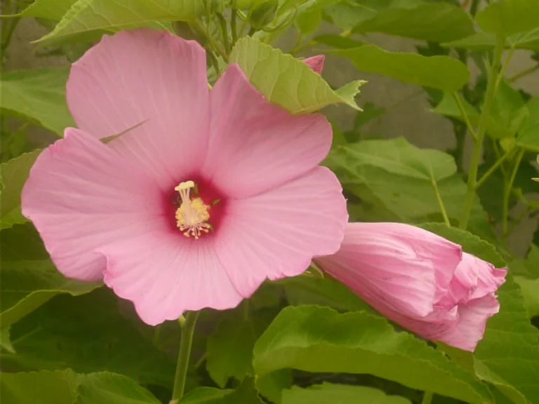 HIBISCUS MOSCHEUTOS - VivaiVanetti