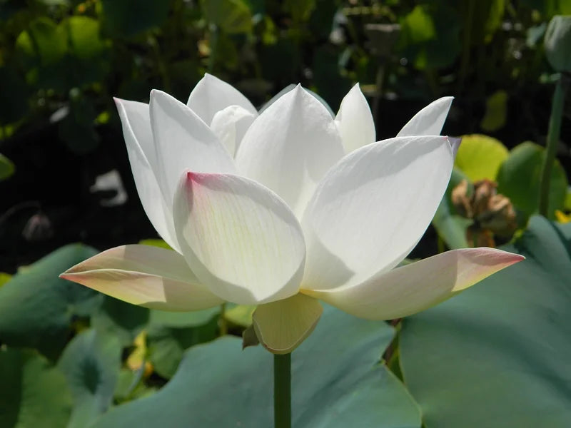 Nelumbo Children LOTUS - VivaiVanetti