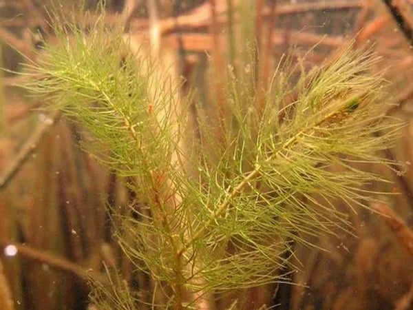 MYRIOPHYLLUM ALTERNIFLORUM - VivaiVanetti