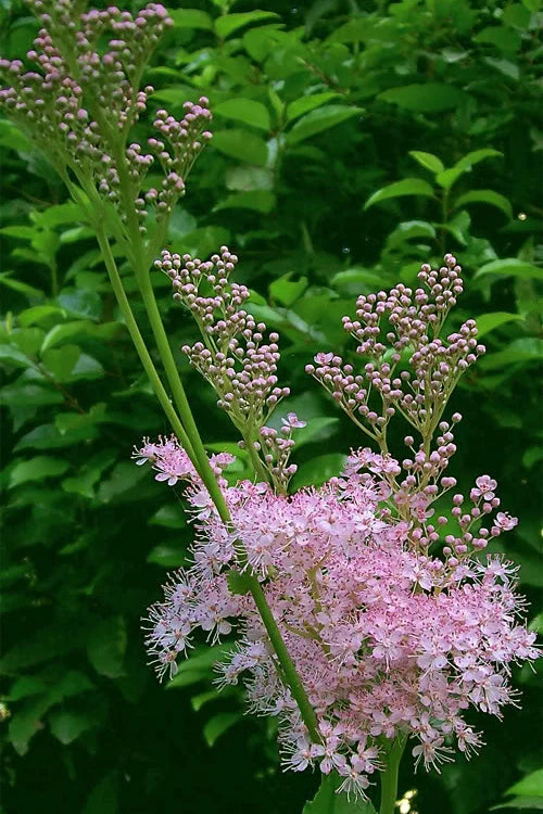 FILIPENDULA RUBRA VENUSTA - VivaiVanetti