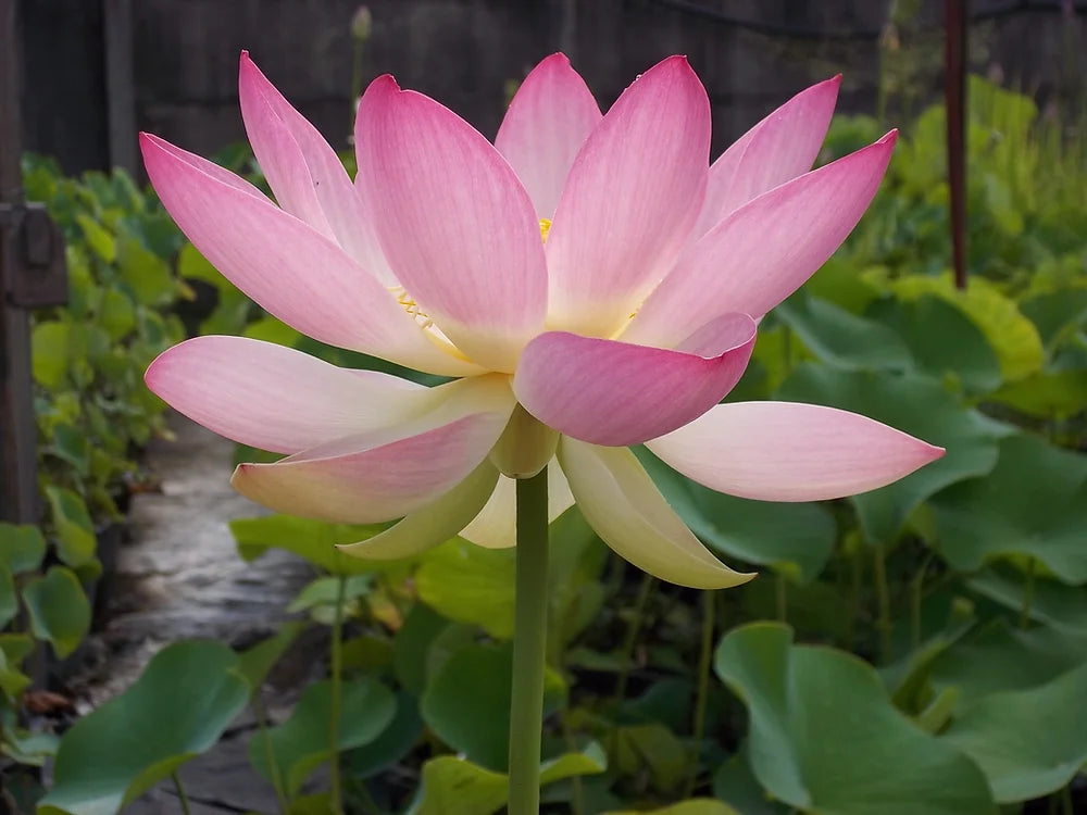 Nelumbo Nucifera - VivaiVanetti