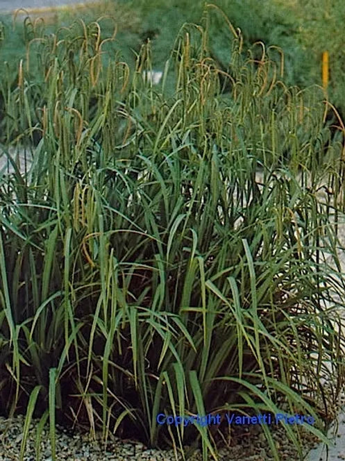 CAREX PENDULA - VivaiVanetti