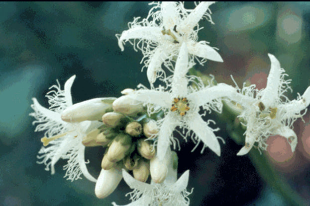 MENYANTHES TRIFOLIATA - VivaiVanetti