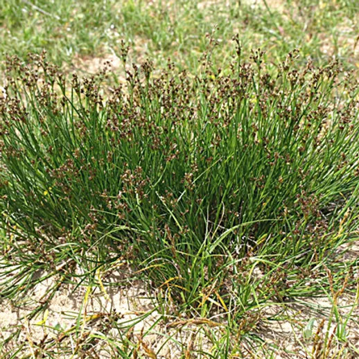 JUNCUS ARTICULATUS - VivaiVanetti