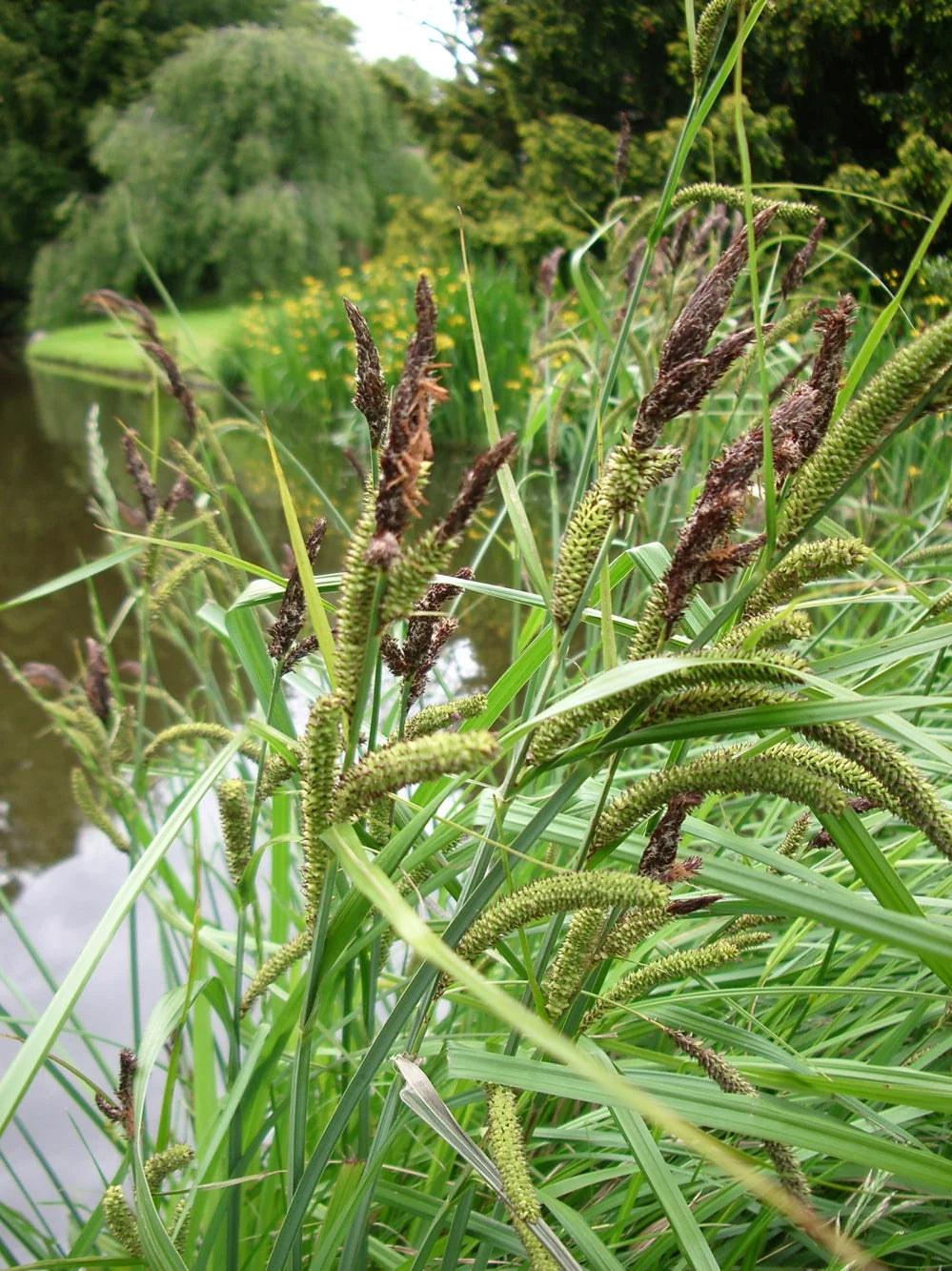 CAREX RIPARIA - VivaiVanetti