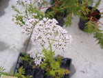 VALERIANA OFFICINALIS - VivaiVanetti