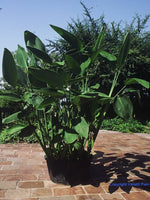 THALIA DEALBATA - VivaiVanetti